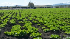 AG�ֻ��������(����)��ҳ���