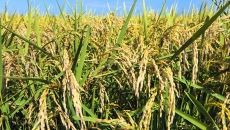 AG�ֻ��������(����)��ҳ���